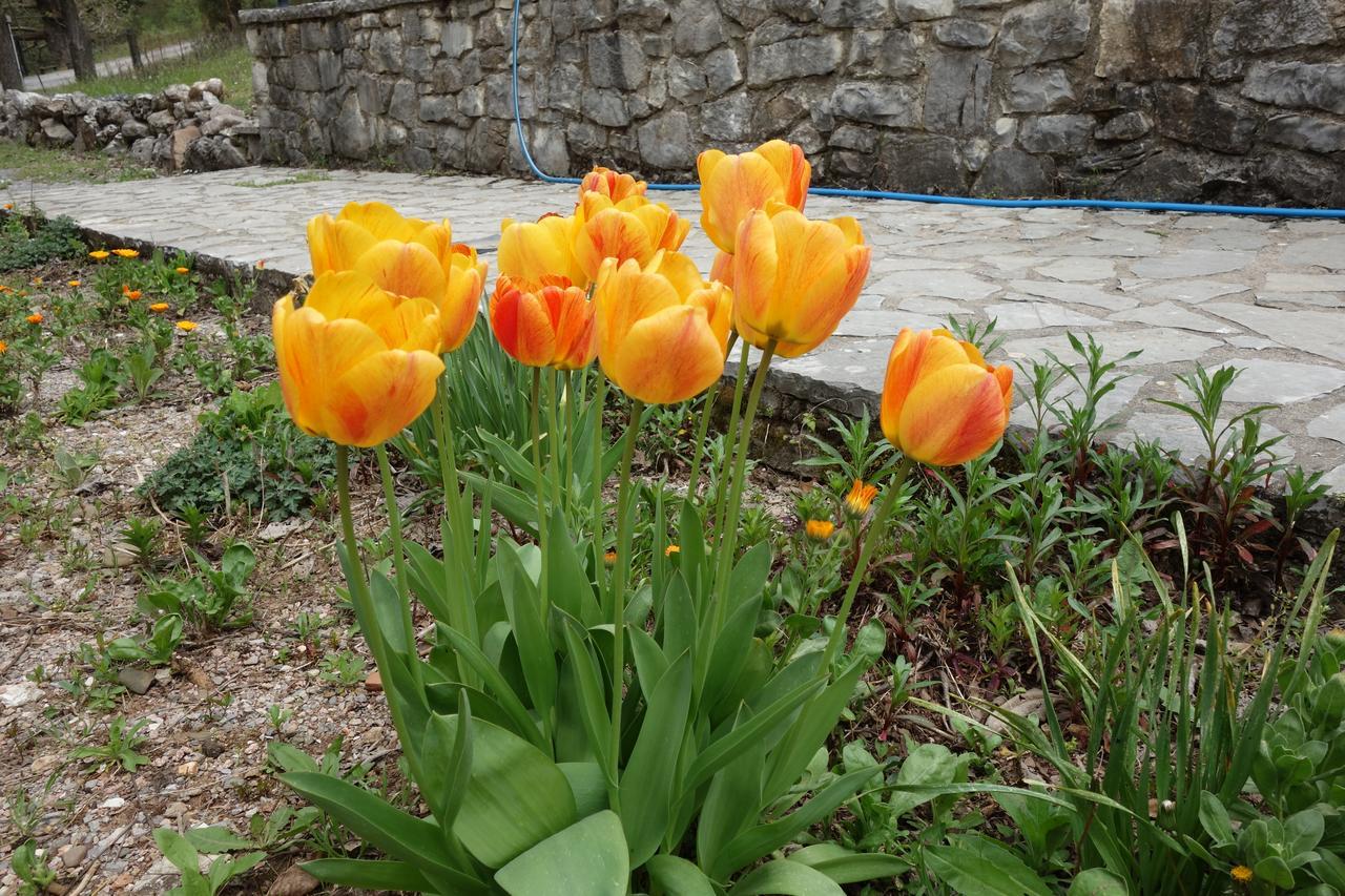 Andrea Sofi Guesthouse Dimitsana Dış mekan fotoğraf